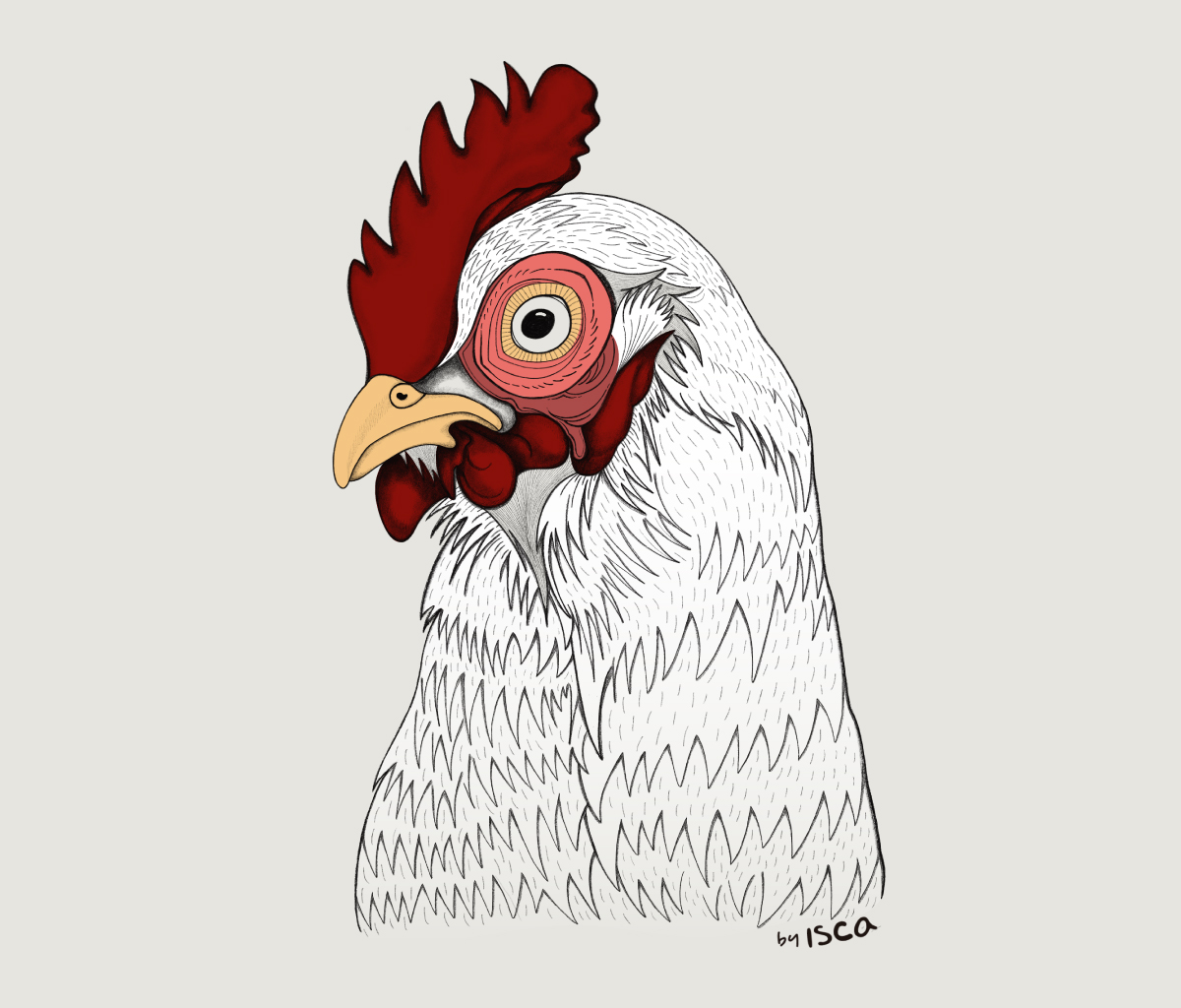 Chicken — Illustration
